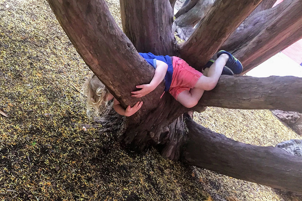 Child playing in tree Child playing in tree